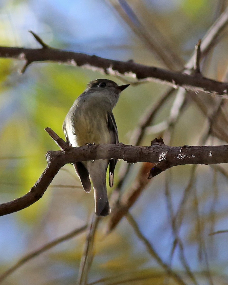 Moucherolle de Hammond - ML646842321