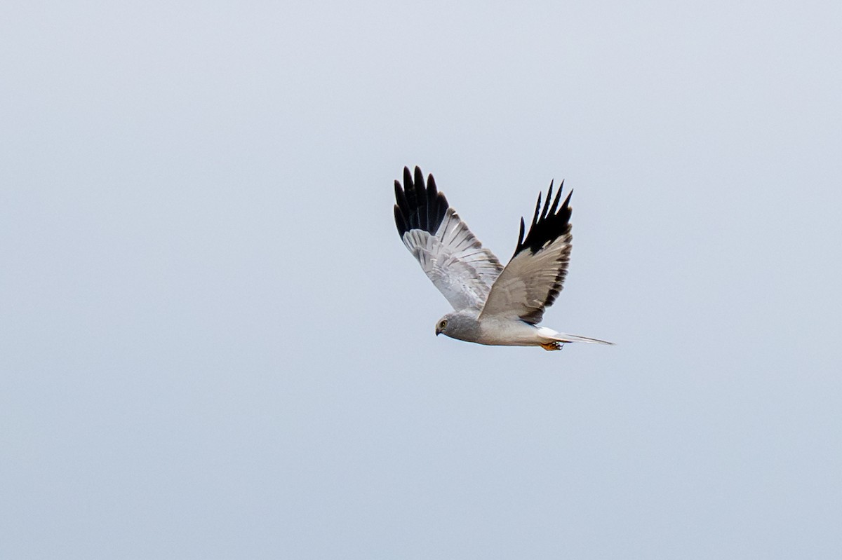 Hen Harrier - ML646842322