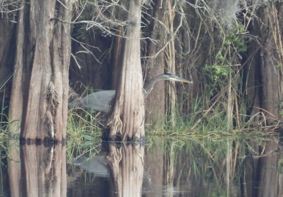 Grand Héron - ML646842323