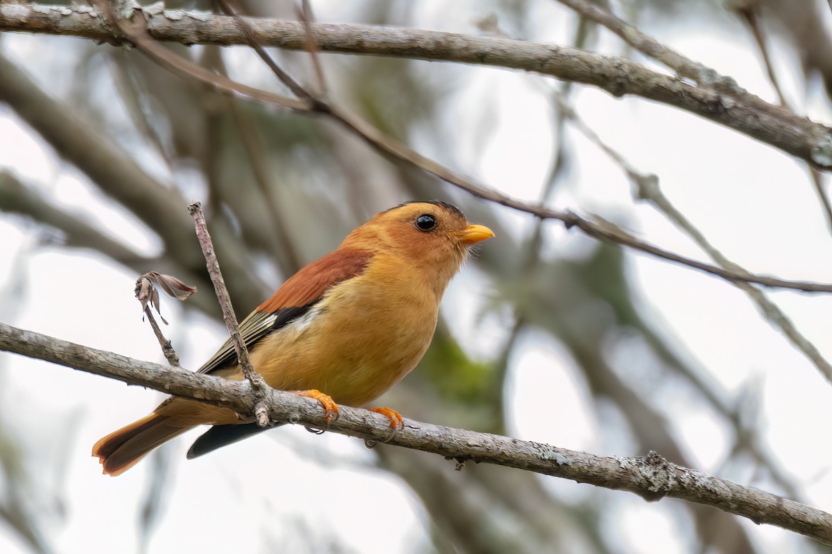 Piprite chaperonné - ML646842324