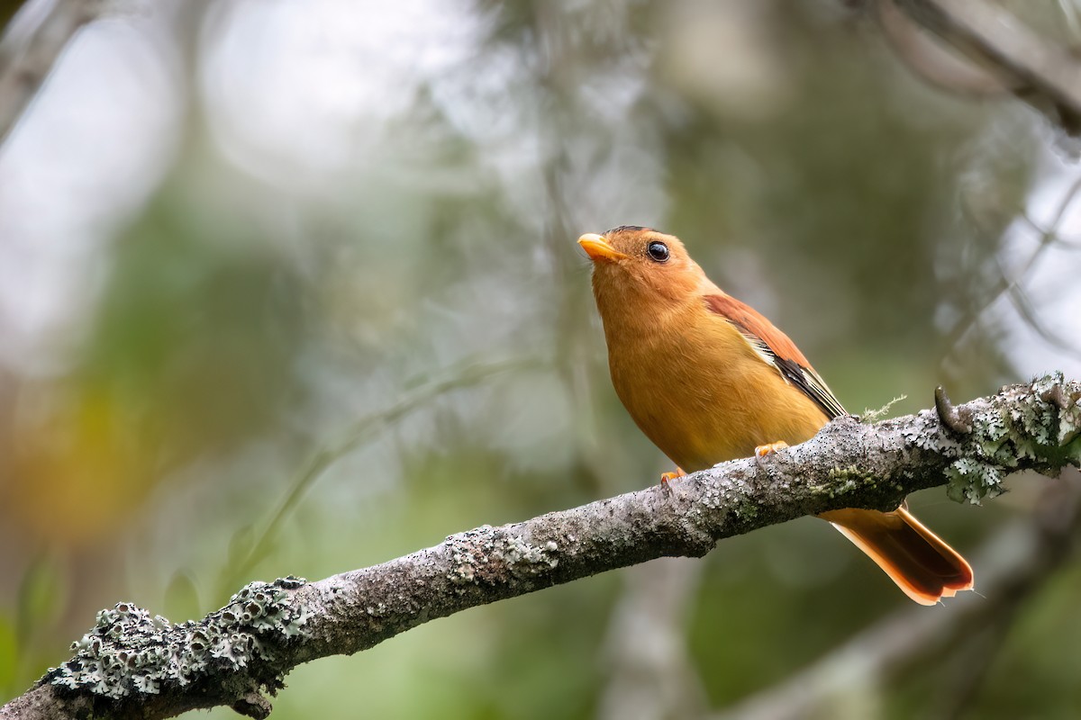 Piprite chaperonné - ML646842325