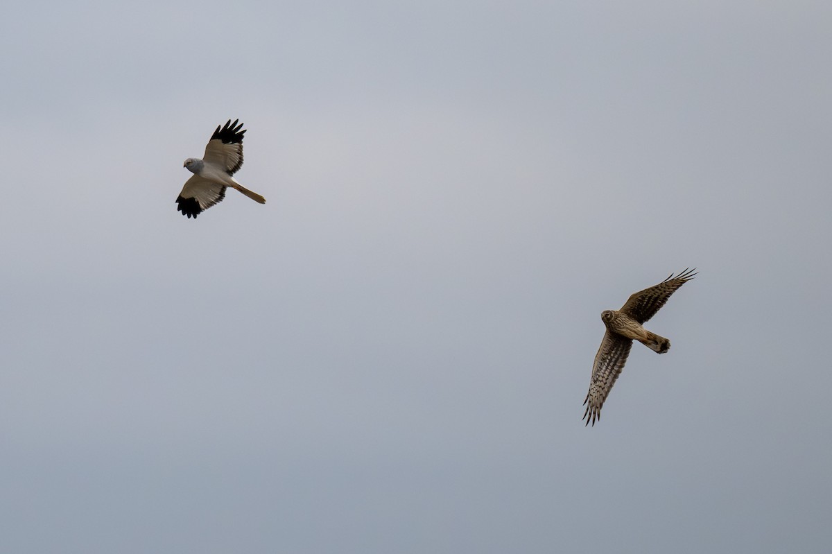 Hen Harrier - ML646842326