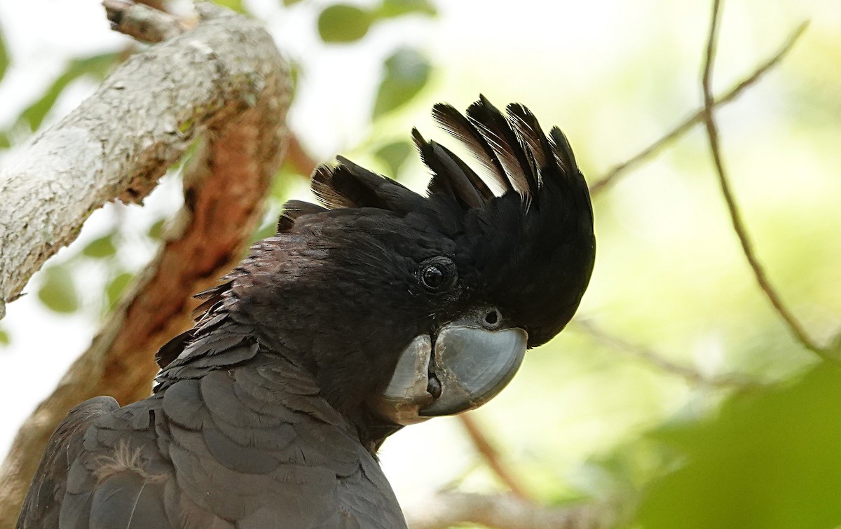 Cacatoès banksien - ML646842328