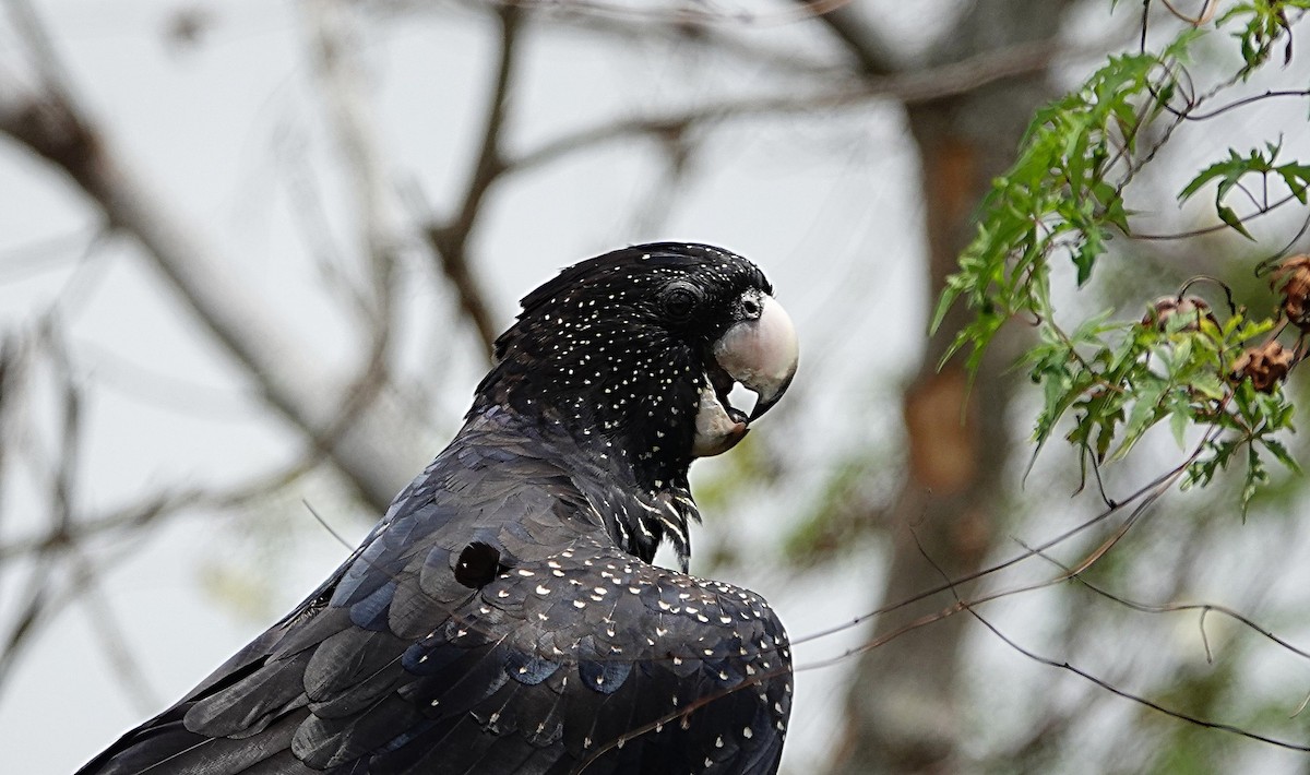 Cacatoès banksien - ML646842329