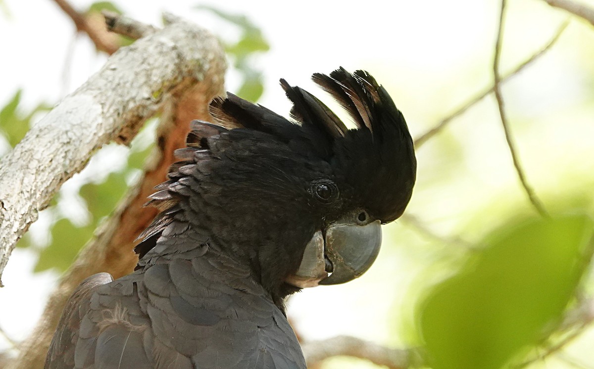 Cacatoès banksien - ML646842330