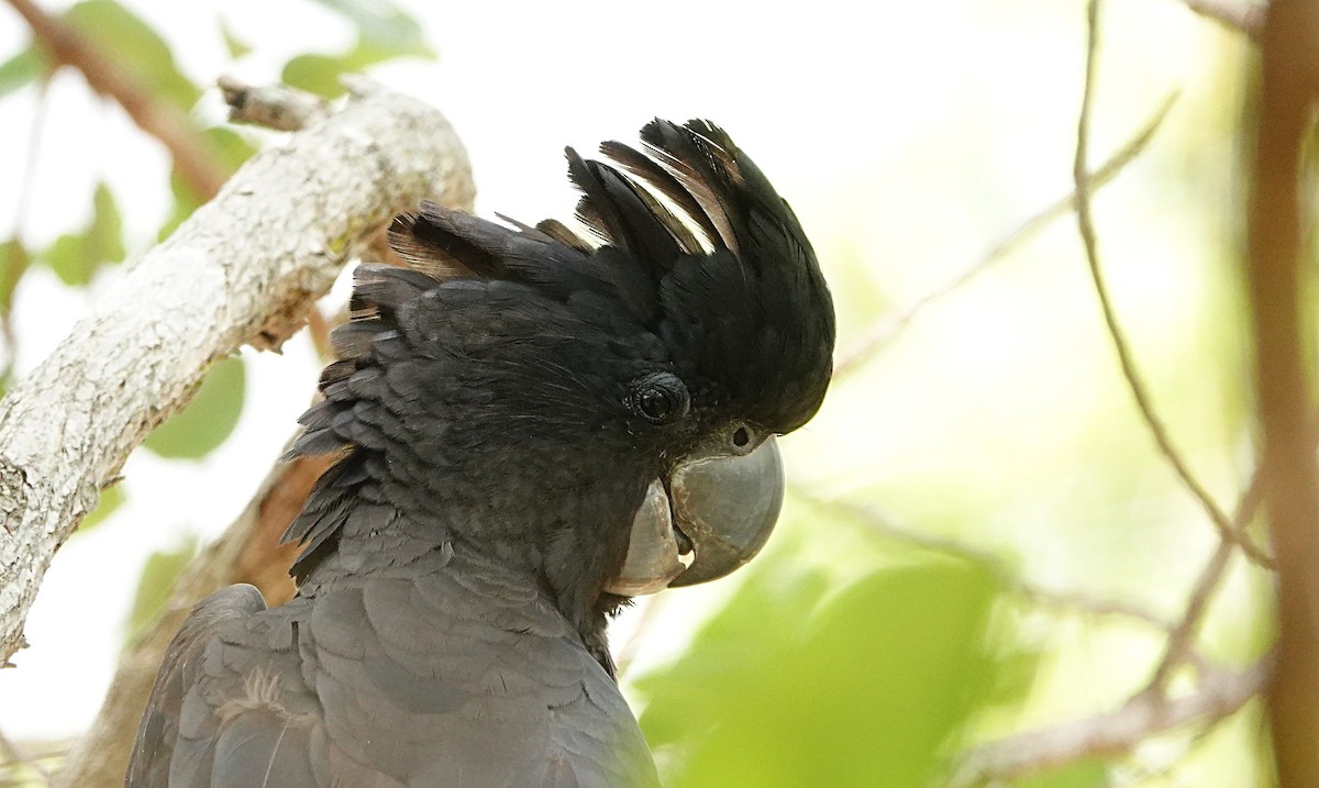 Cacatoès banksien - ML646842331