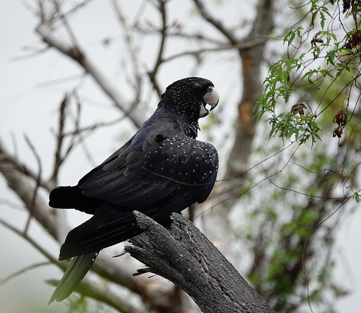 Cacatoès banksien - ML646842332