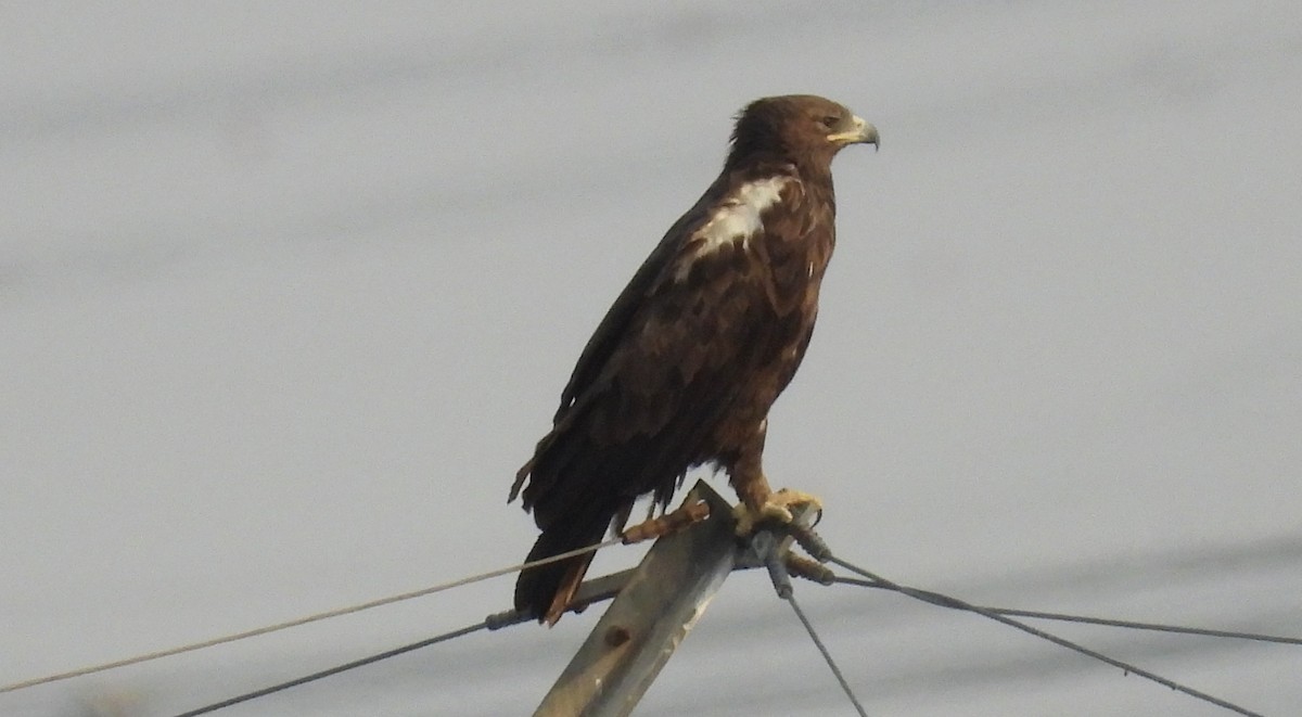 カラフトワシ - ML646842333