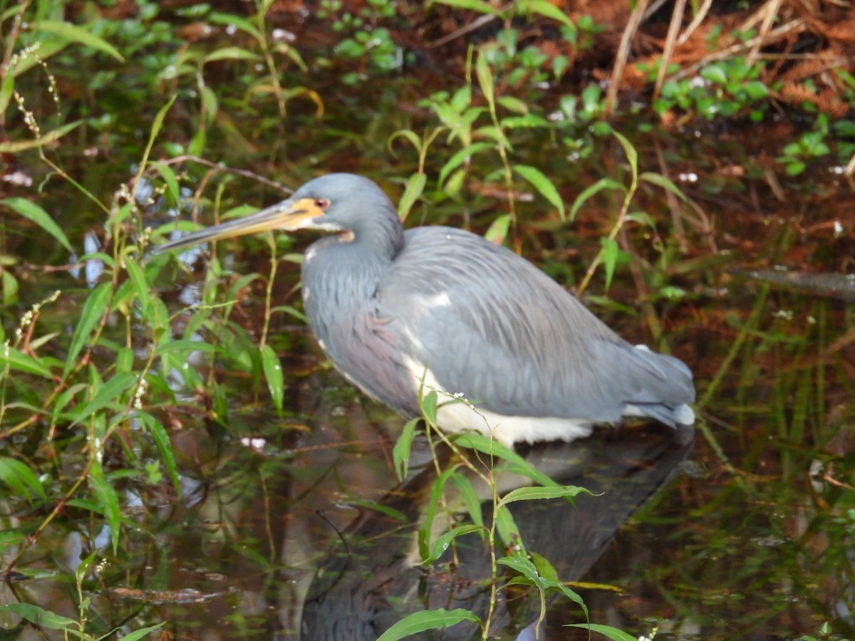 Aigrette tricolore - ML646842336