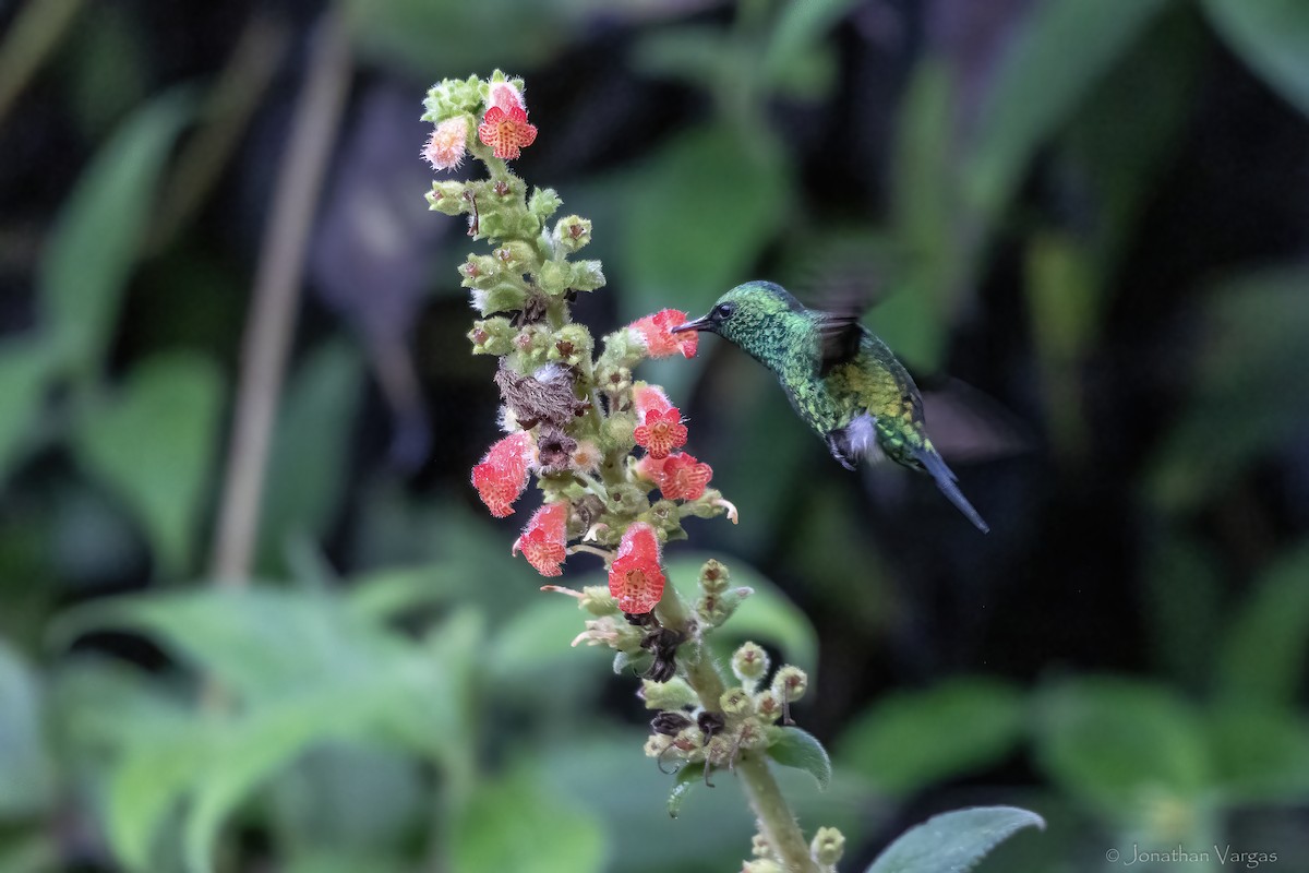 Red-billed Emerald - ML646842337
