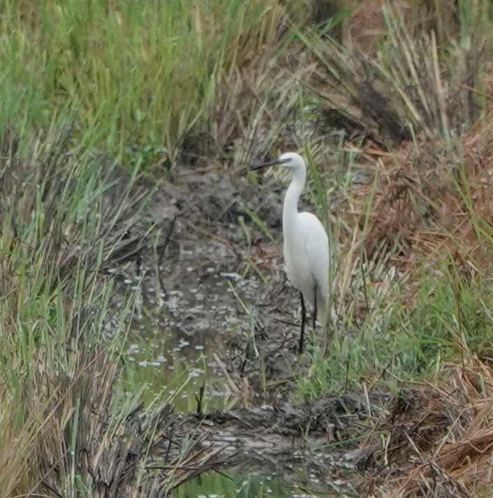 Aigrette garzette - ML646842338