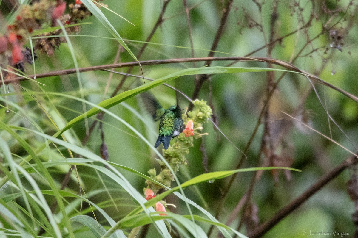 Red-billed Emerald - ML646842339