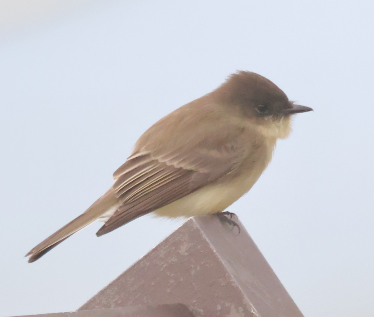 Светлобрюхий фиби - ML646842341