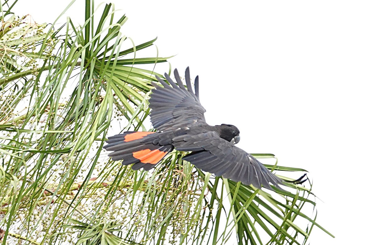 Cacatoès banksien - ML646842342