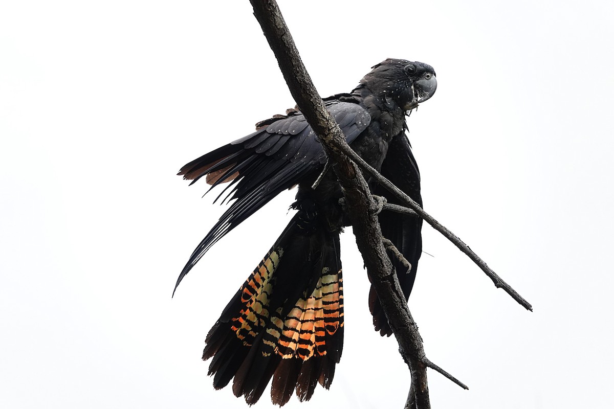 Red-tailed Black-Cockatoo - ML646842344