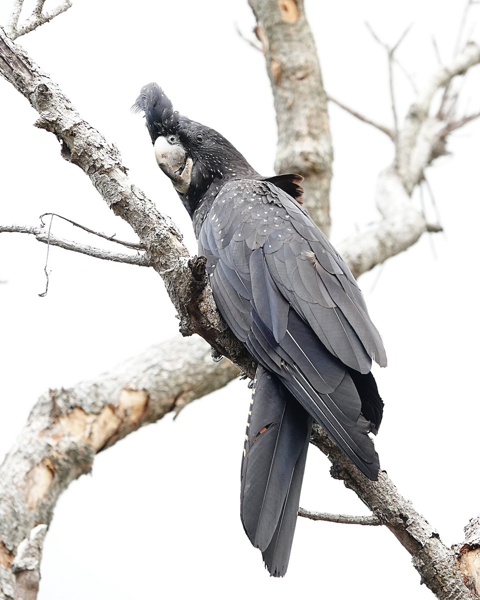 Red-tailed Black-Cockatoo - ML646842345