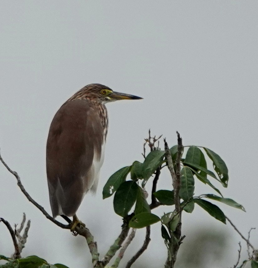 Crabier de Chine - ML646842349