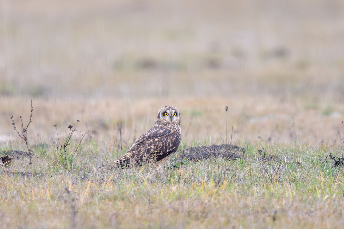 Short-eared Owl - ML646842350