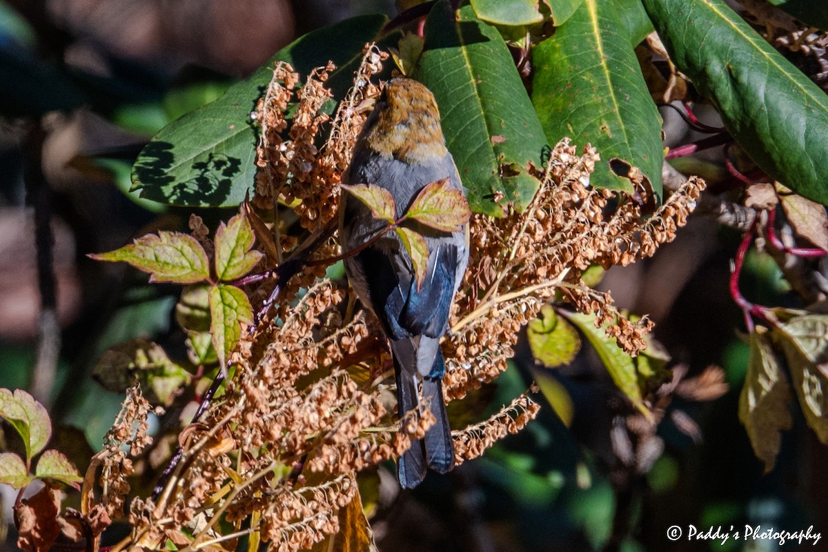 Red-headed Bullfinch - ML646842360