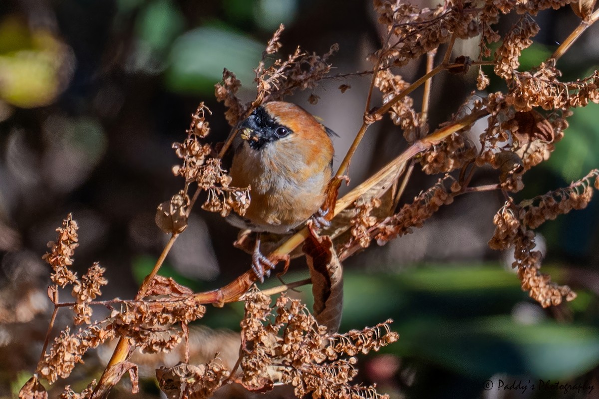 Red-headed Bullfinch - ML646842361