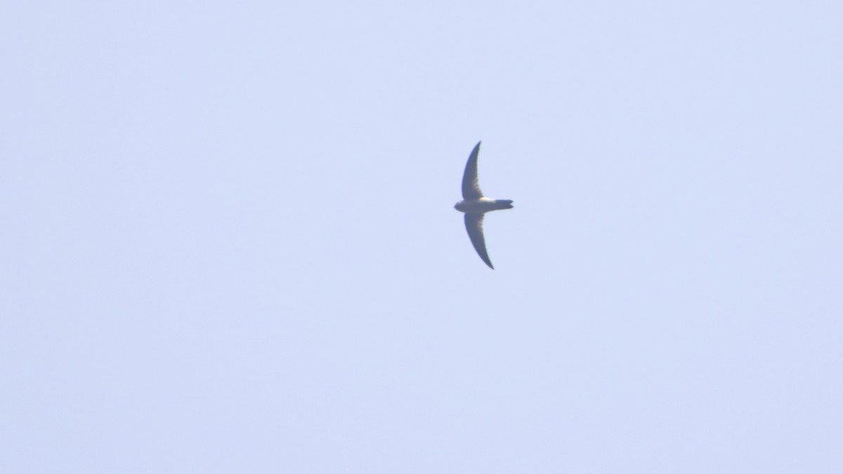 Indian Swiftlet - ML646842363