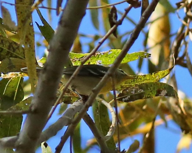 Northern Parula - ML646842364