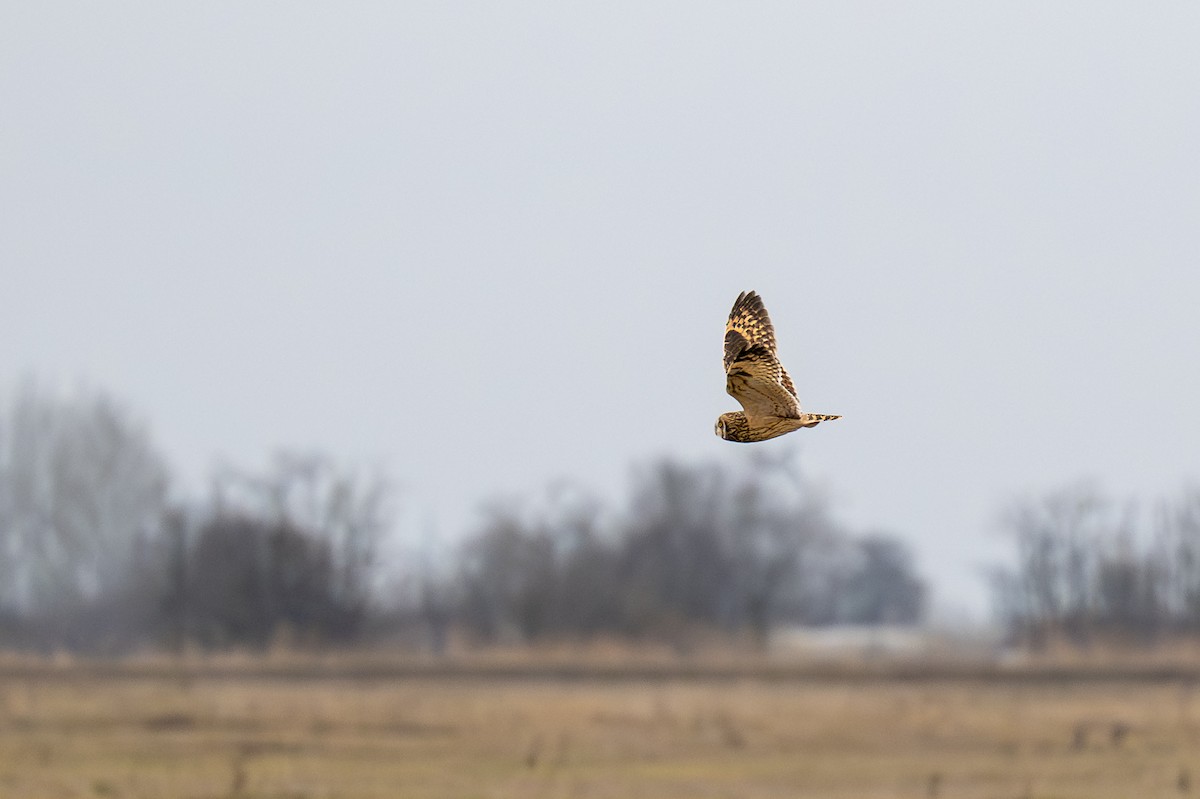 Short-eared Owl - ML646842365