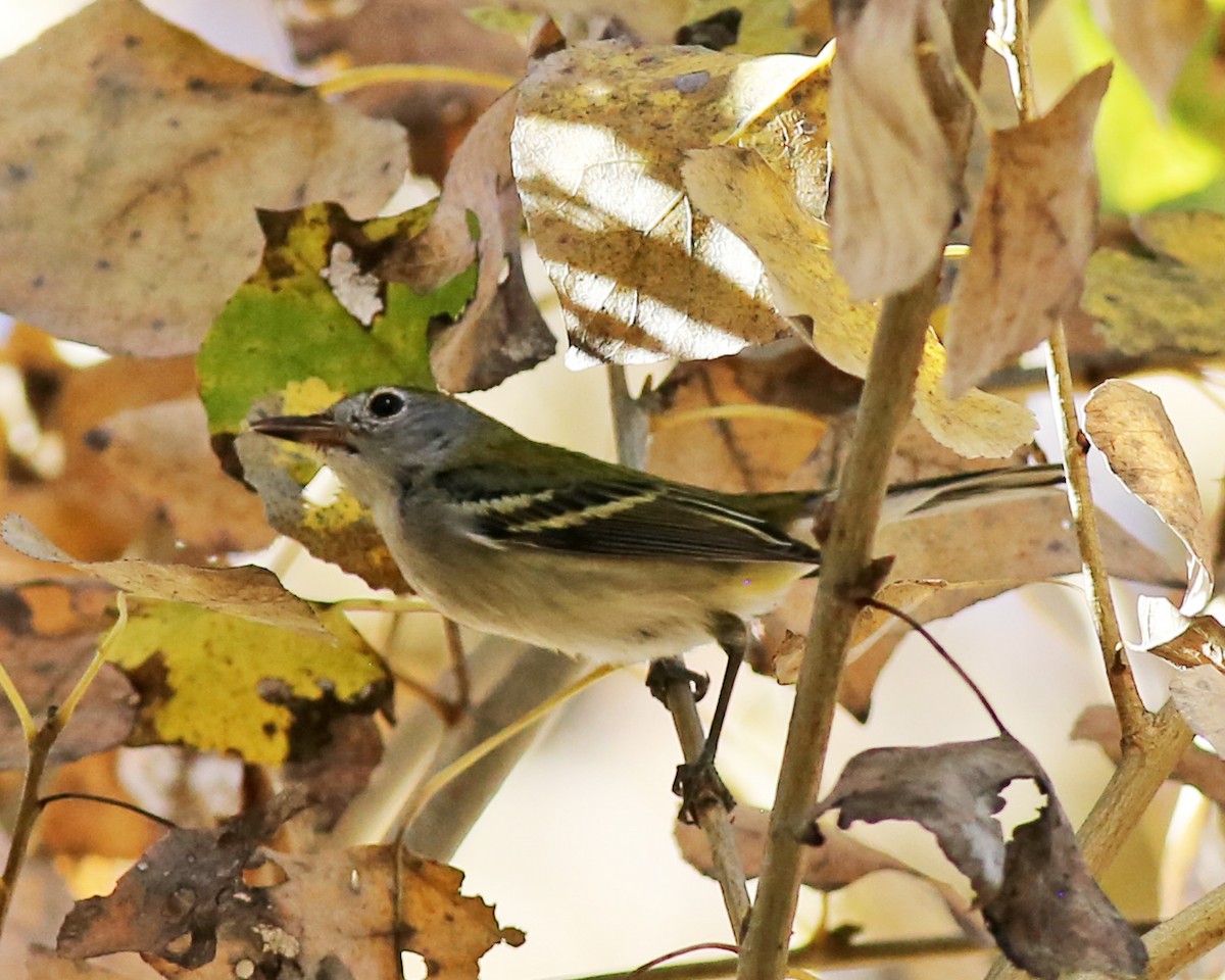 Chestnut-sided Warbler - ML646842366
