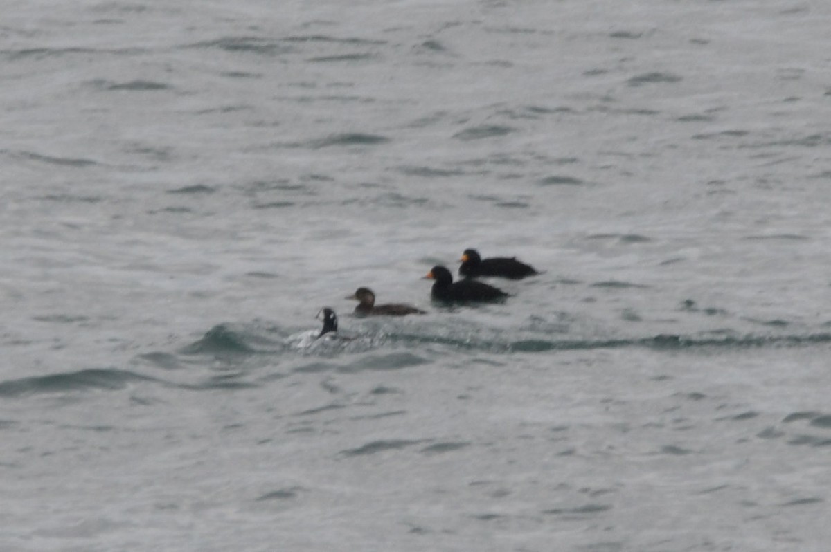 turpan žlutozobý - ML646842369