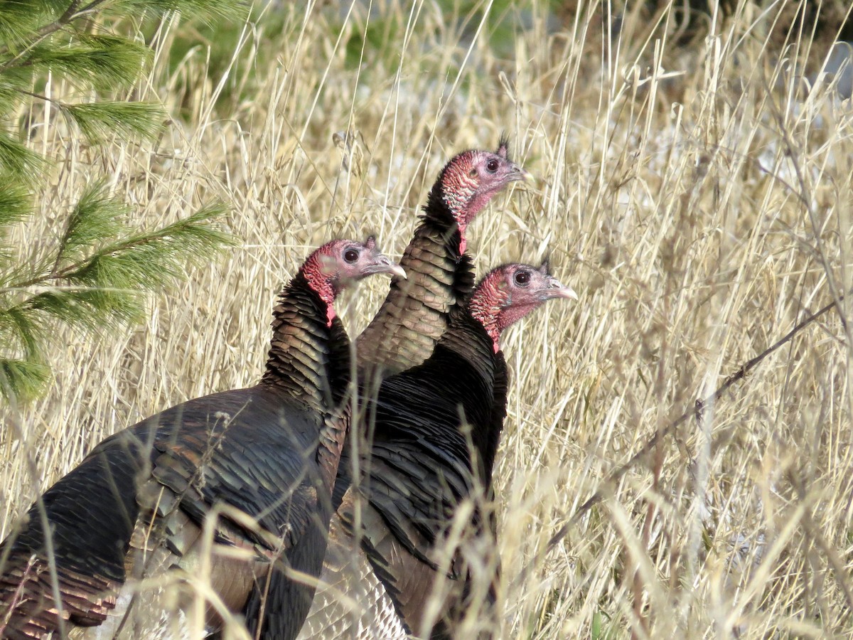 シチメンチョウ - ML646842374