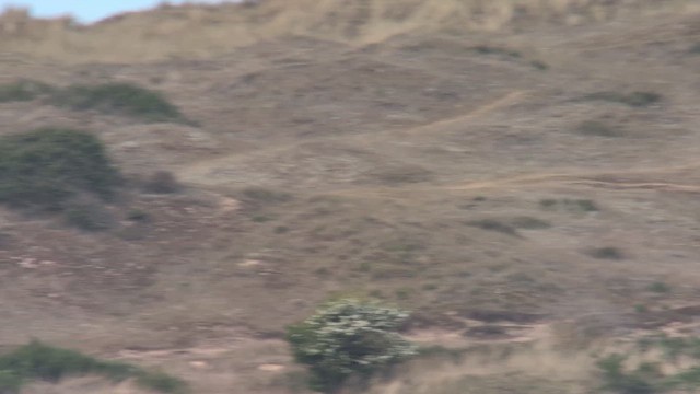 Woodchat Shrike - ML646842375