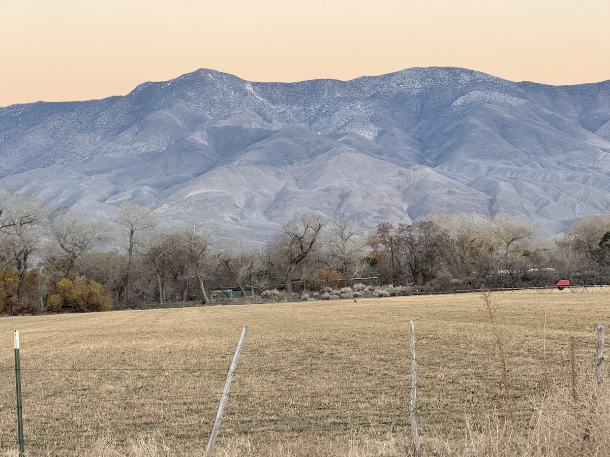 Sandhill Crane - ML646842379