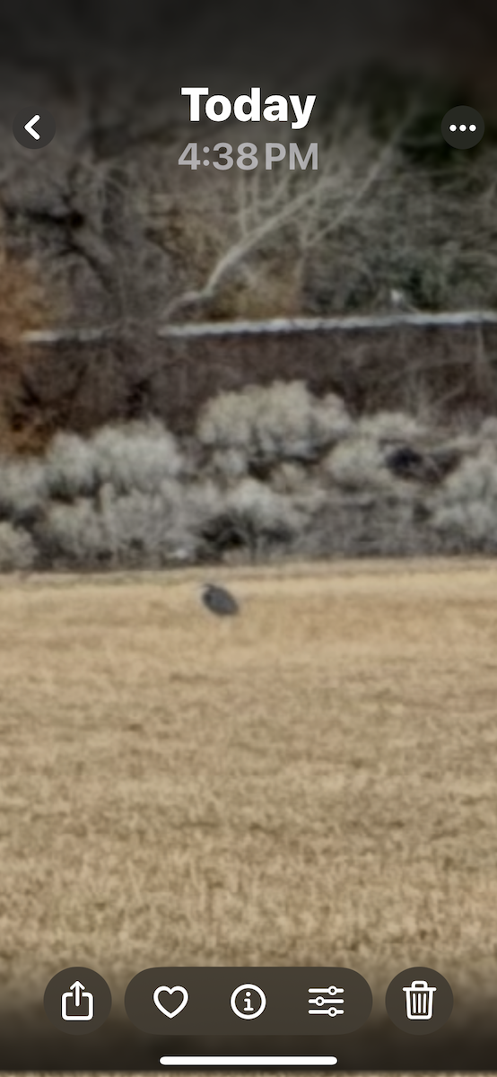 Sandhill Crane - ML646842380
