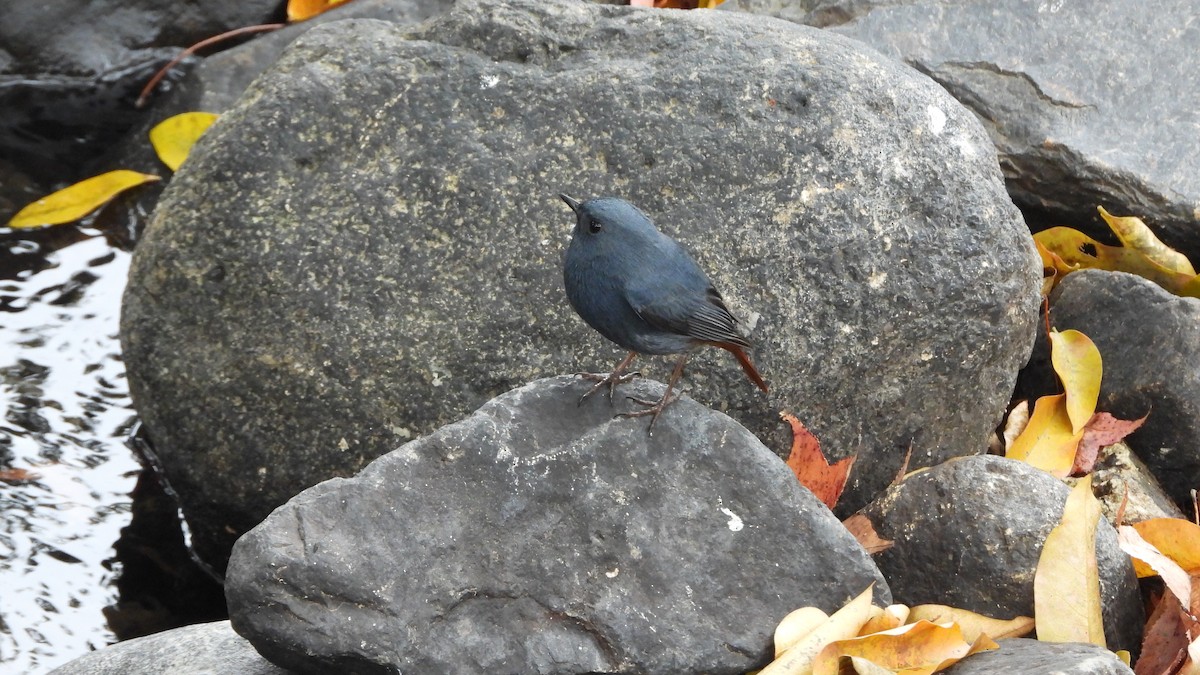 Plumbeous Redstart - ML646842381
