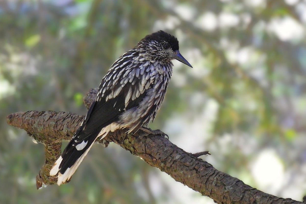 ořešník kašmírský - ML646842382