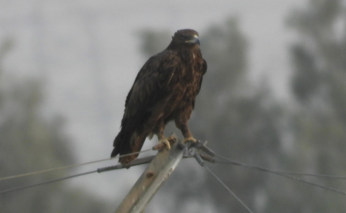 Steppenadler - ML646842383