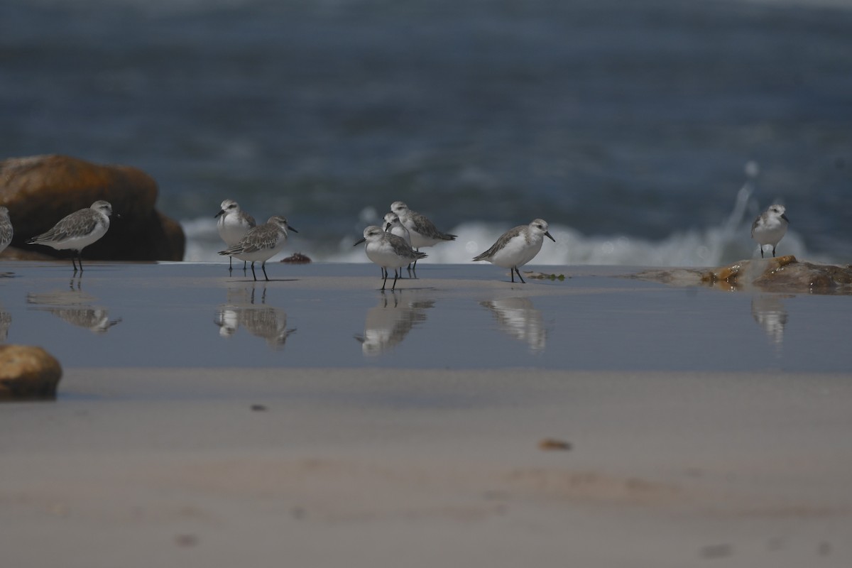 Sanderling - ML646842385