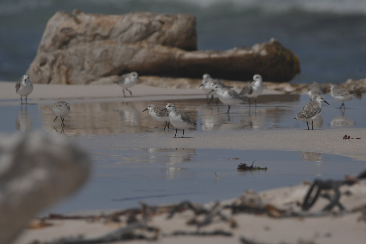 Sanderling - ML646842388