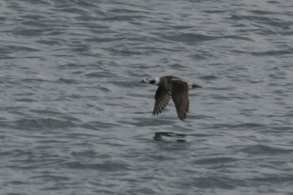 コオリガモ - ML646842394