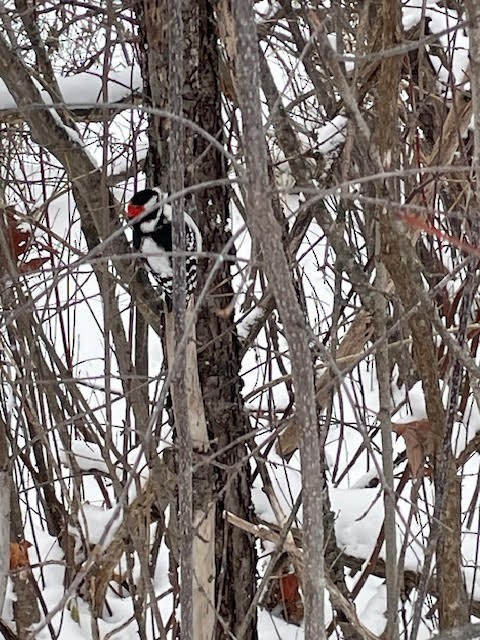 Downy Woodpecker - ML646842395