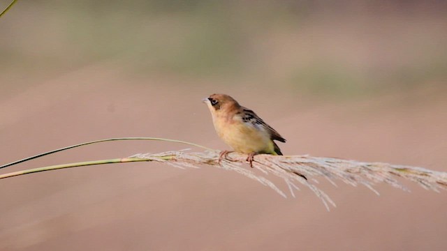 Black-headed Bunting - ML646842396