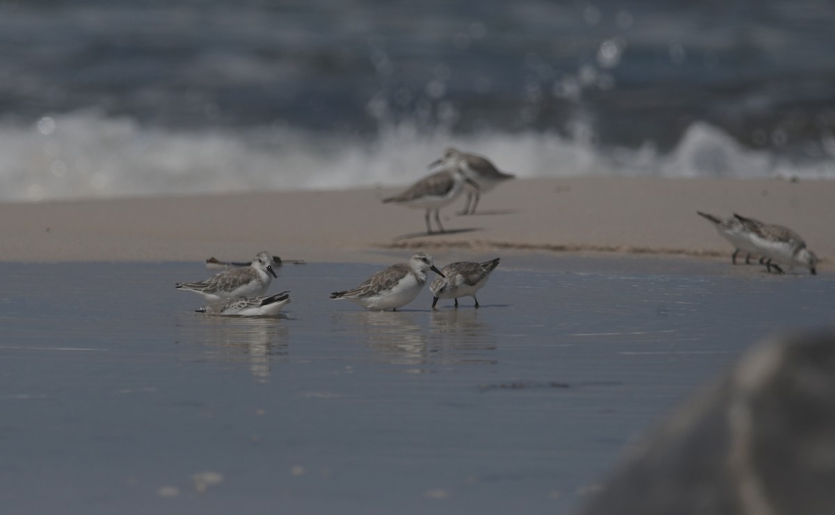 Sanderling - ML646842399