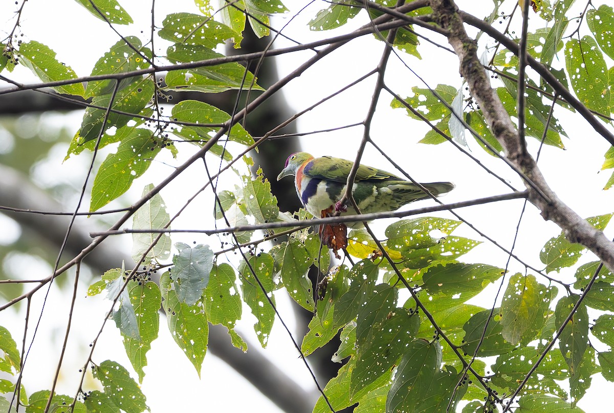 Ptilope superbe (superbus) - ML646842400