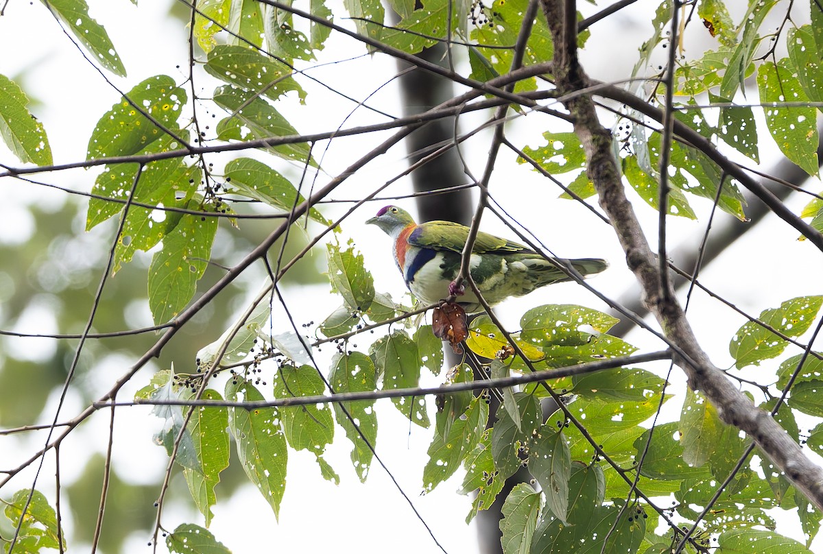 Ptilope superbe (superbus) - ML646842401