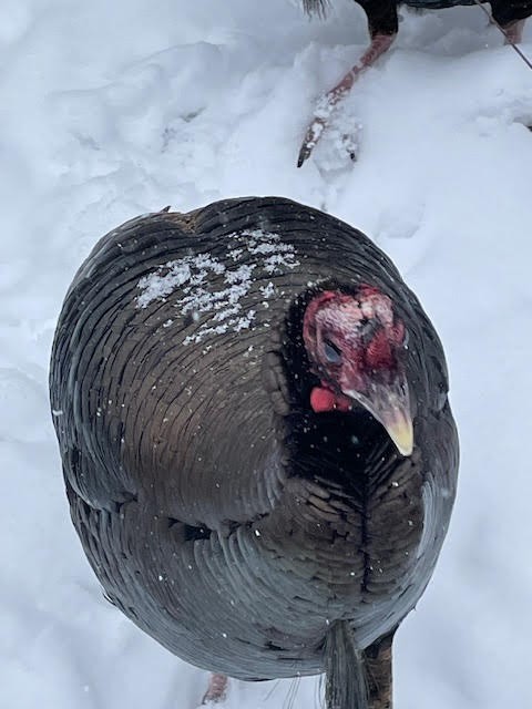 シチメンチョウ - ML646842403