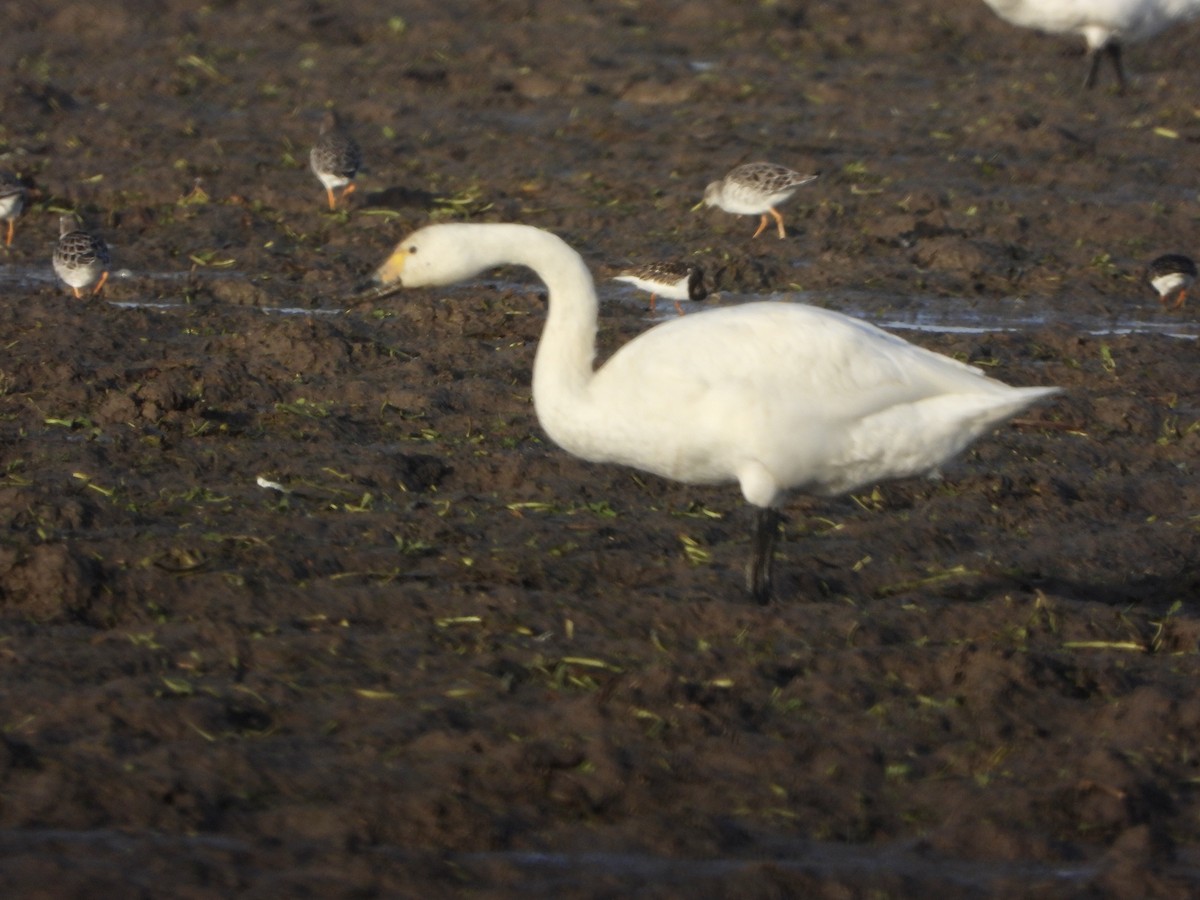 Американский лебедь - ML646842412