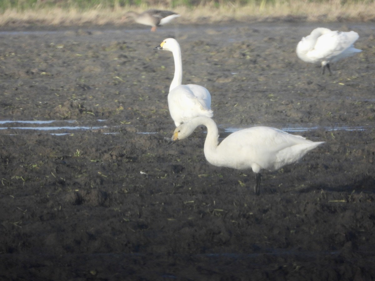 Американский лебедь - ML646842413