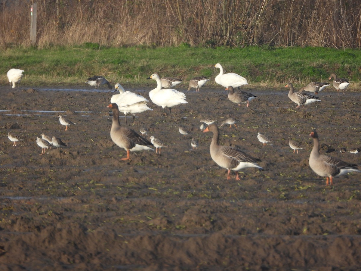 Американский лебедь - ML646842414