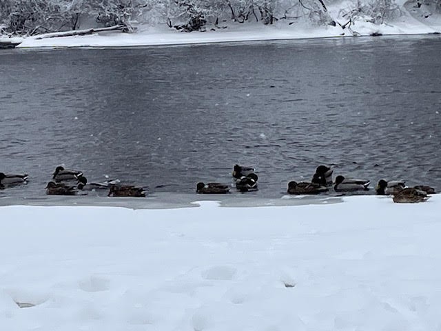 Mallard - ML646842419