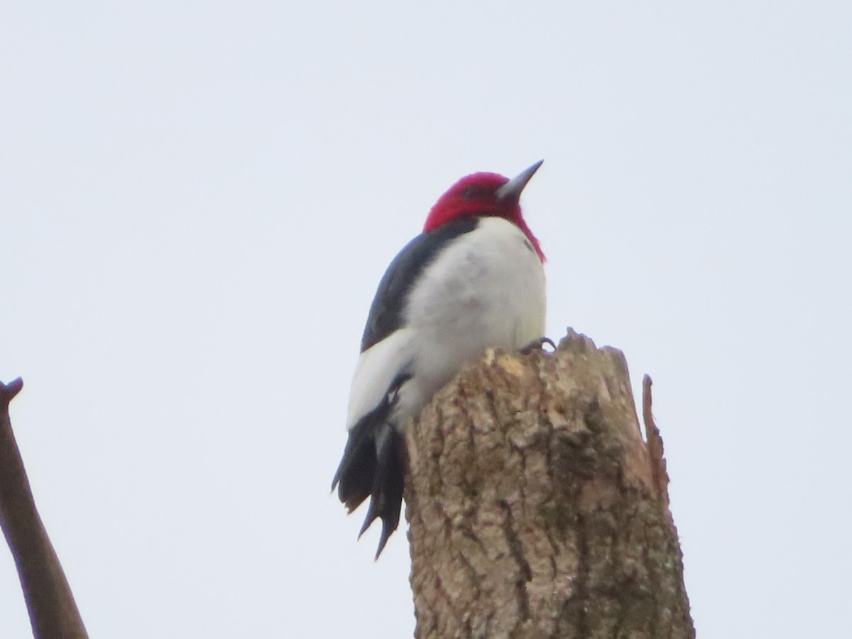 Red-headed Woodpecker - ML646842420